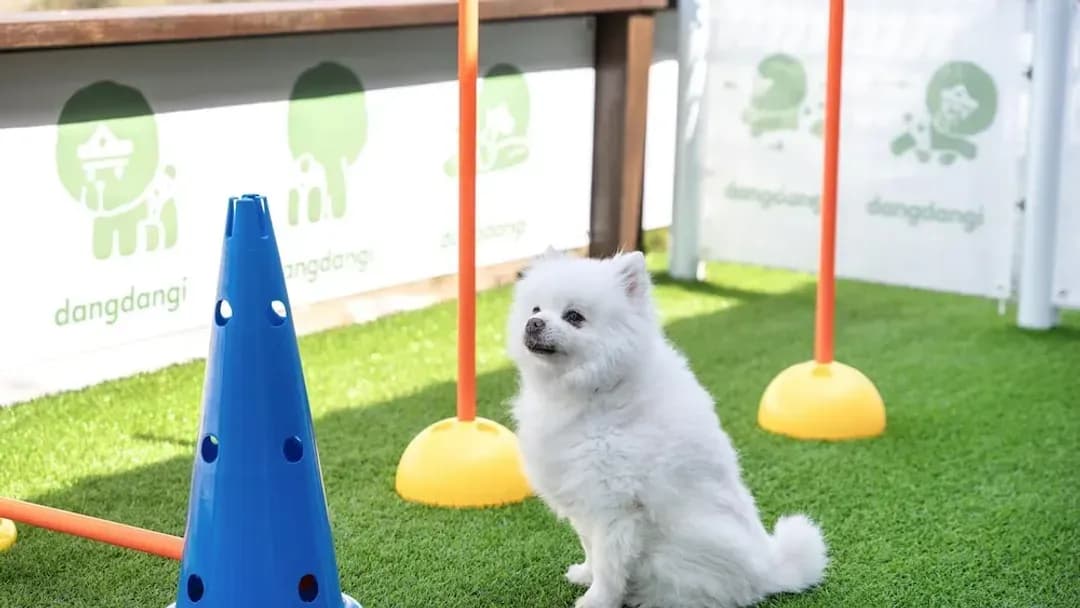 江原道-Gangneung Dangdangi Dog Pension Blue