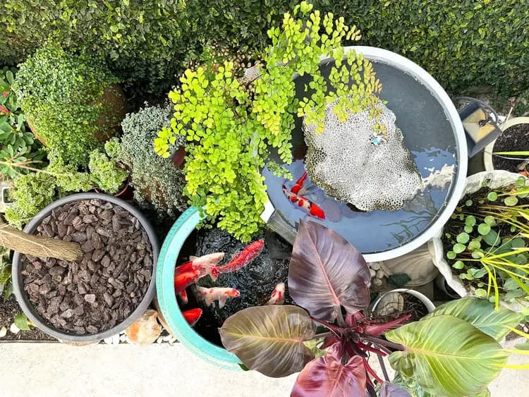 朗香洋房-花園水池景觀