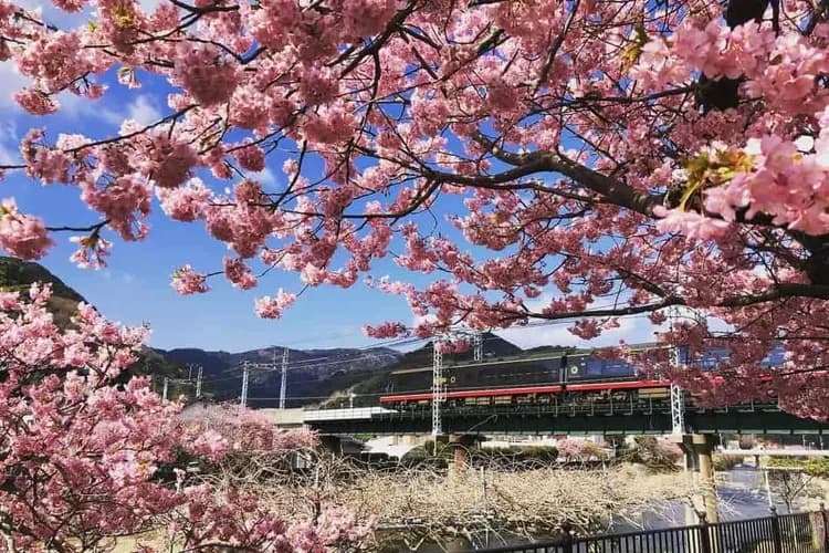 【東京河津櫻花】熱海梅花祭、伊豆全景公園、雙纜車雙購物、三晚住宿溫泉五日