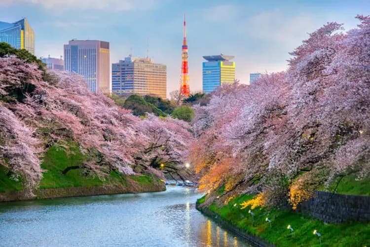 【KHH東京櫻花戀4日】迪士尼樂園、日本櫻花百選、淺草觀音寺、千鳥之淵步道