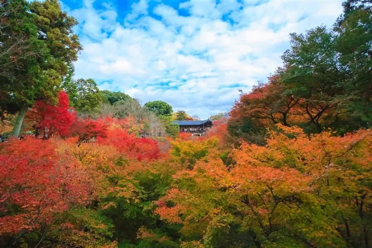 【省最大 大阪旅遊5日】紅葉永觀堂、東福寺、三井寺、東大寺、琵琶湖遊船、梅田展望台、高雄來回