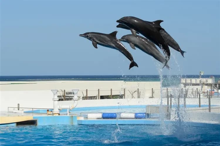 【旅展優惠 沖繩4日】美麗海水族館海豚秀、童話美國村、系滿魚市場、名護AGRI公園、OUTLET購物、一日自由活動