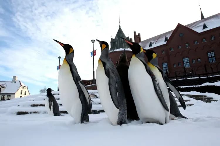 【省最大北海道旅遊】冬季札幌白色燈樹節、雪盆戲雪、海洋公園、足湯體驗、企鵝遊行、北海道神宮、小樽漫遊、溫泉螃蟹四日