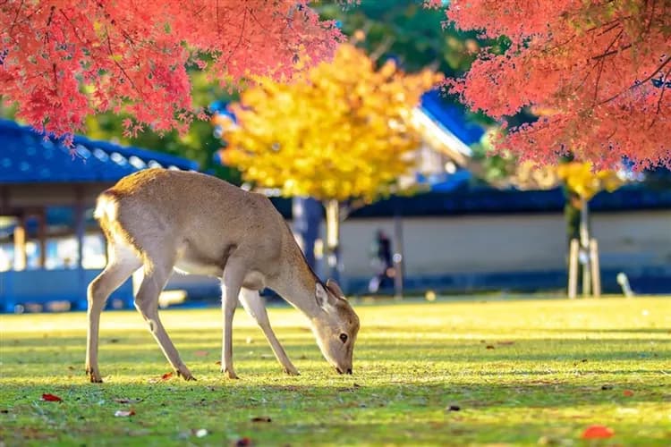 【瘋玩日本環球影城1.5日劵 大阪5日】萬博公園、水生美世界NIFREL、奈良小鹿、達摩勝尾寺、二晚環球旁飯店、一晚溫泉飯店