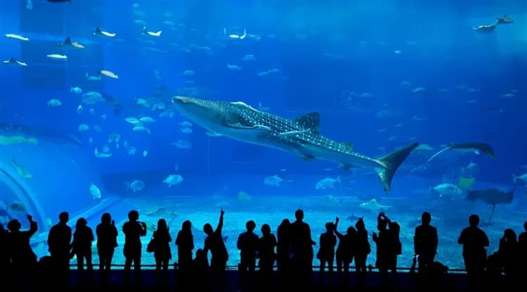 【沖繩限量】一塊玩沖繩~美麗海水族館、造酒廠見學~贈泡盛、系滿魚市場、瀨長島四日｜加一元贈送單軌電車劵