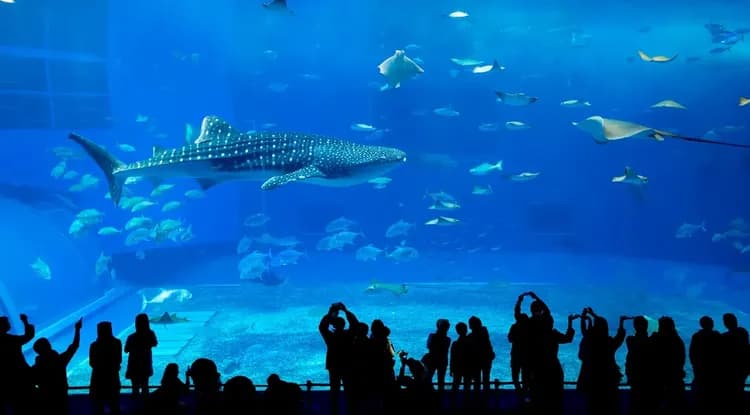 【沖繩旅遊4日 高雄來回】小希臘瀨長島、波之上神宮、美麗海水族館、OUTLET購物