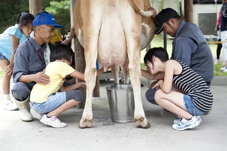 九州全覽|早鳥折1000|由布院之森|星級酒店.螃蟹吃到飽.日南摩艾像.日南海岸.金麟湖.溫泉六日【高雄直飛】-10