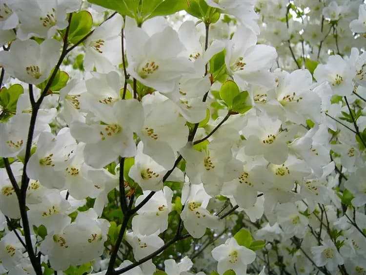 【北陸旅遊5日 高雄大阪來回】名花之里彩燈祭、童話合掌村、御在所纜車樹冰、伊勢神宮、伊勢龍蝦饗宴、雙溫泉-6