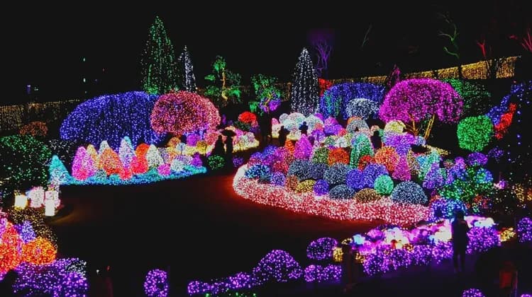 晨靜樹木園 (冬季)