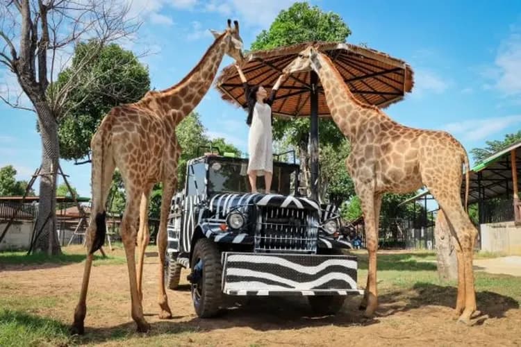 【曼芭限定GO】大城動物園、漫遊阿瑜陀耶、浪漫粉紅沙灘、曼谷精品飯店5＋1日