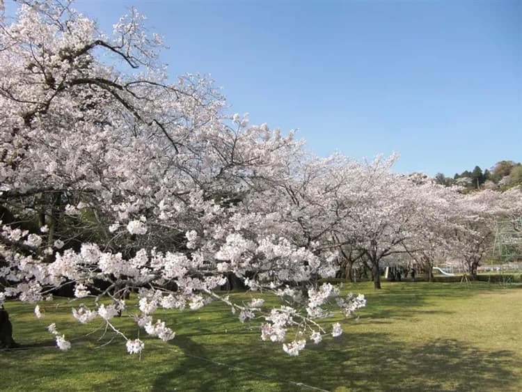 【春櫻九州】直飛熊本、賞櫻名所、櫻島渡輪、鍋物吃到飽、懷舊路面電車體驗五日