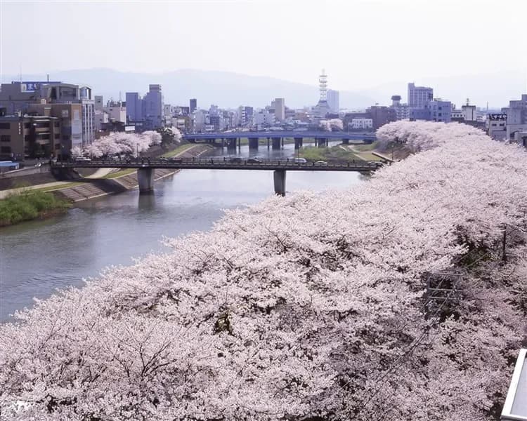 【春櫻北陸】台灣虎航、四大百選賞櫻、足羽川櫻河畔、名古屋城、合掌村、兼六園、鶴舞公園、五日、萬怡酒店、兩晚溫泉、高雄來回