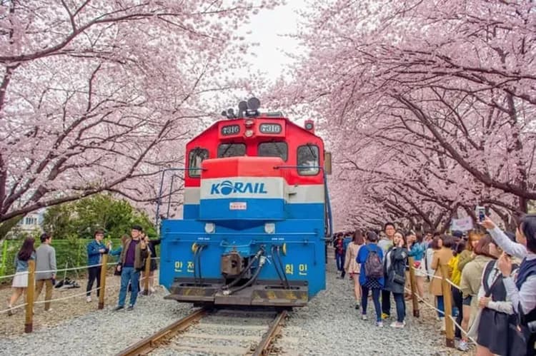 【花現釜山】鎮海櫻花、羅曼史橋慶和站櫻花、佛國寺櫻景、無去川賞夜櫻、海雲台列車、樂天超市採購(一站購物彩妝)五日、高雄