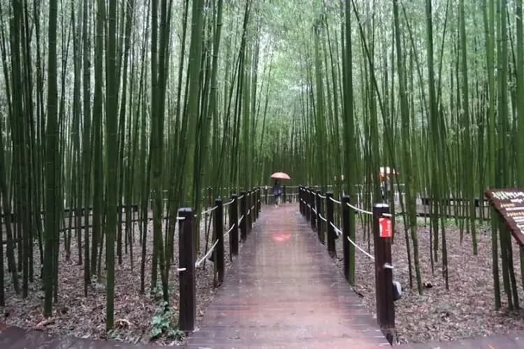 太和江十里竹林