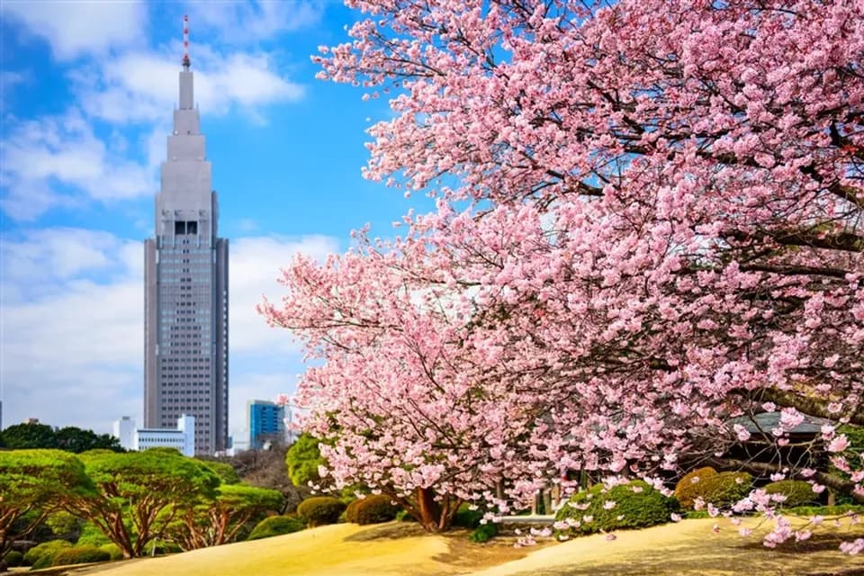 【東京旅遊春櫻】賞櫻名所～新宿御苑、鎌倉大佛、富士山纜車、三溪園、迪士尼、燒肉吃到飽、五日、高雄來回-2