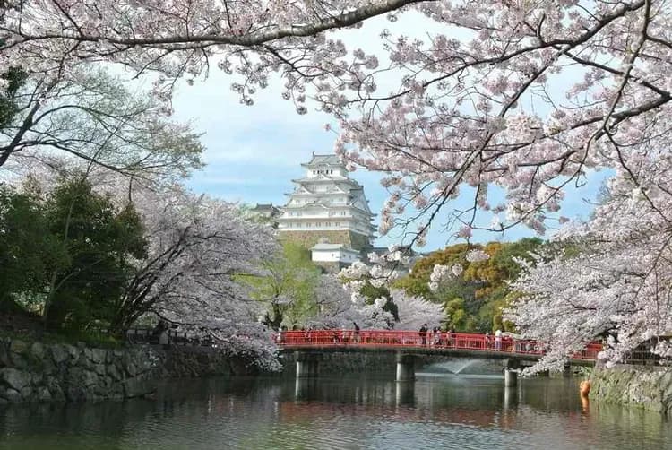 【關西沐舞春櫻】竹田天空城、美山合掌村、伊根灣觀光船、天橋立姬路城五日