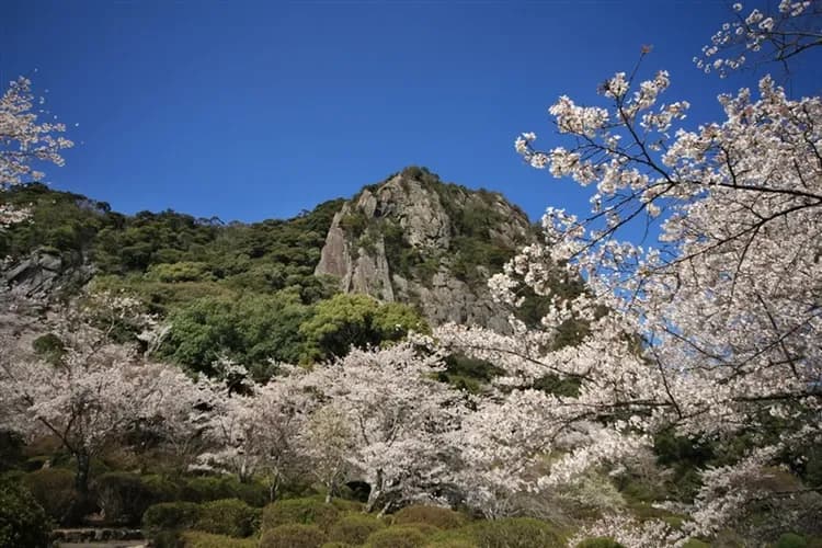 【九州旅遊】賞櫻名所、舞鶴公園、萌熊電鐵、三大蟹鍋物吃到飽、阿蘇溫泉五日