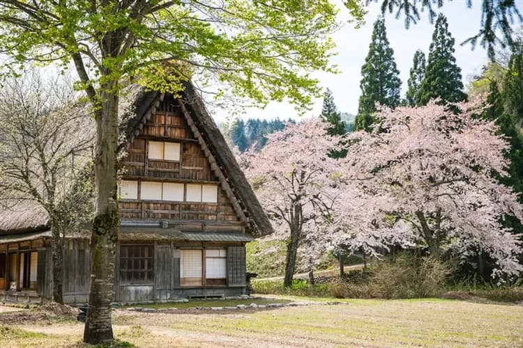 【立山黑部雪牆、鬱金香雙絕景】五星之宿金太郎、上高地、合掌村、兼六園、甜蝦吃到飽、outlet、保住名古屋萬怡、雙溫泉、五日