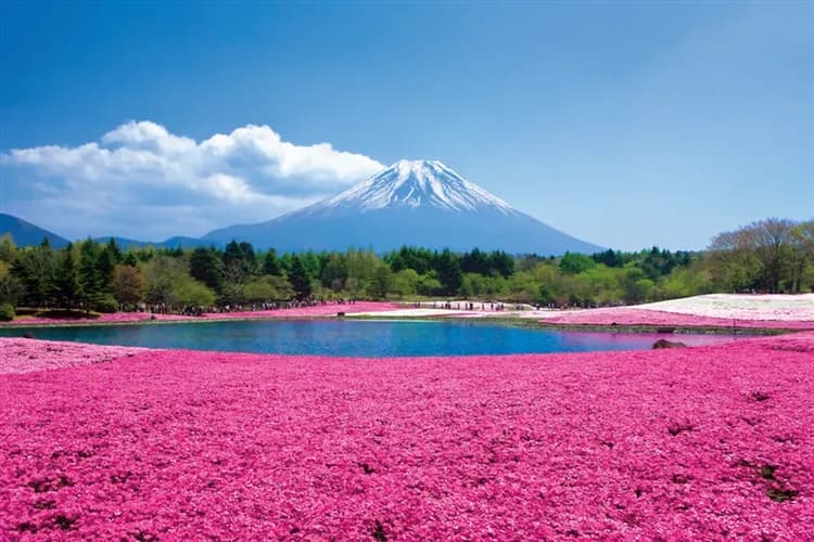 【北陸旅遊】無自理餐、立山黑部雪牆、富士芝櫻祭、合掌村、三大蟹和牛吃到飽五日、高雄東京來回