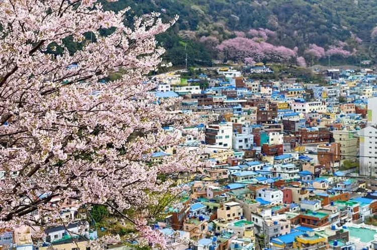 【花現釜山鎮海旅遊】鎮海羅曼史橋慶和站櫻花、頭流公園夜櫻、古都慶州櫻花巡禮、海雲台膠囊列車、超市購物樂、一站購物彩妝五日