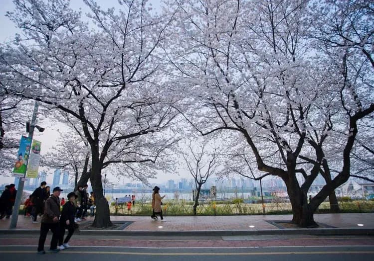 【花現首爾櫻花】近明洞飯店乙晚、伊甸園櫻花路秘境、樂天塔眺望花景、穿韓服遊景福宮賞櫻、南怡島櫻景、一站購物彩妝、五日、高雄