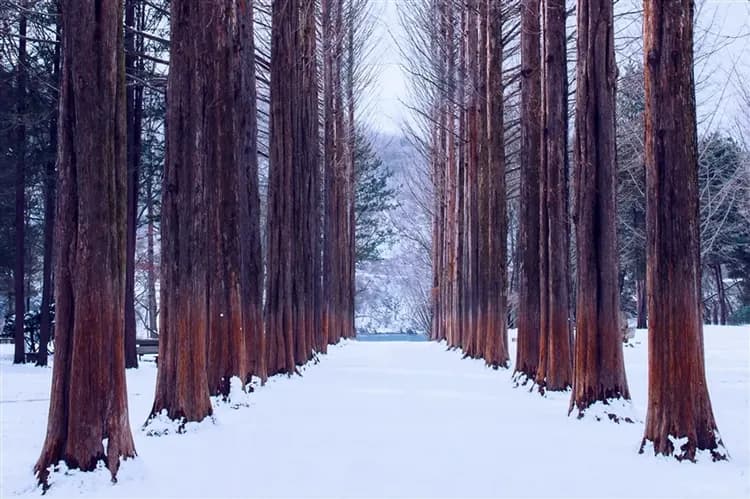 【冬遊金浦】冬季滑雪體驗、南怡島雪景、採果體驗、景福宮、益善洞韓屋村、韓國文化體驗、一站購物彩妝、四日、高雄