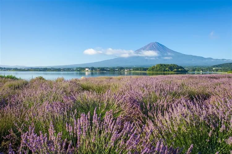 【ITF旅展優惠價】東京迪士尼、河口湖、忍野八海、明治神宮、敘敘苑燒肉、溫泉購物七日