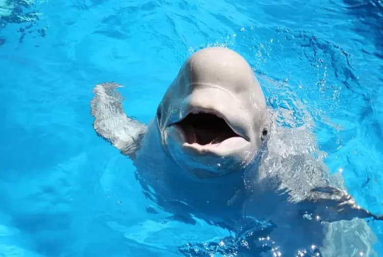 横濱八景島海島樂園一日通票 ｜贈價值1,000日圓的購物優惠券！-5