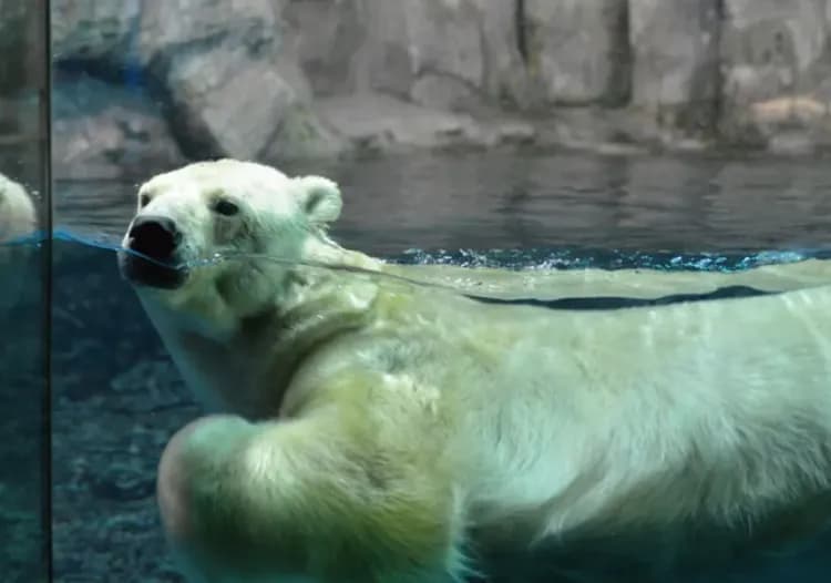 横濱八景島海島樂園一日通票 ｜贈價值1,000日圓的購物優惠券！-7