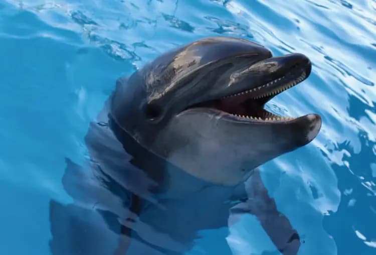 横濱八景島海島樂園一日通票 ｜贈價值1,000日圓的購物優惠券！-6