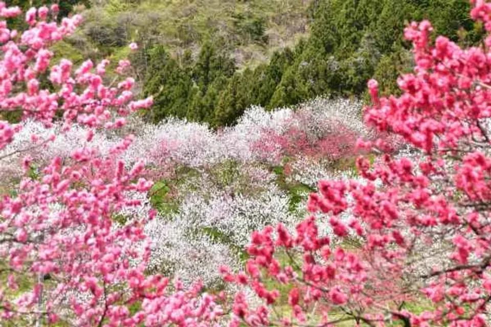 【花現雪壁傳奇】立山黑部、合掌村兼六園、懷舊古鎮漫遊、花桃溫泉香五日-1