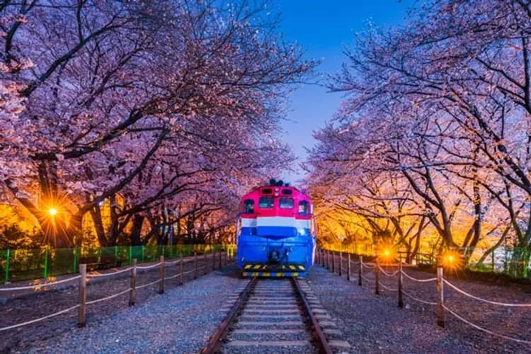 【釜慶櫻繽紛】鎮海櫻花祭、最美櫻花隧道、海岸觀光列車、無去川櫻花路五日