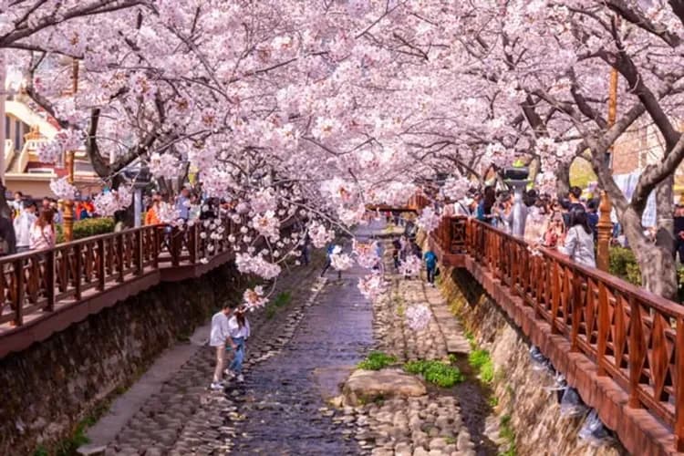 【釜慶櫻繽紛】鎮海櫻花祭、最美櫻花隧道、海岸觀光列車、無去川櫻花路五日