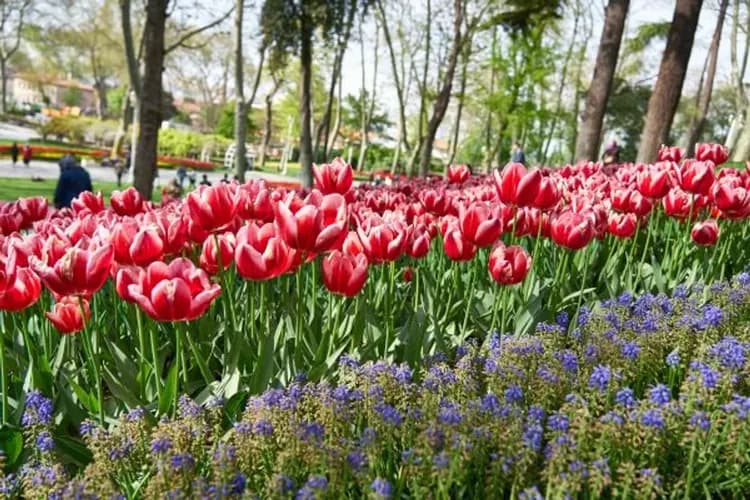 【五星阿聯酋、鬱金香花季】街頭美食體驗、雪白棉花堡、切什梅布爾薩、博斯普魯斯遊船11日