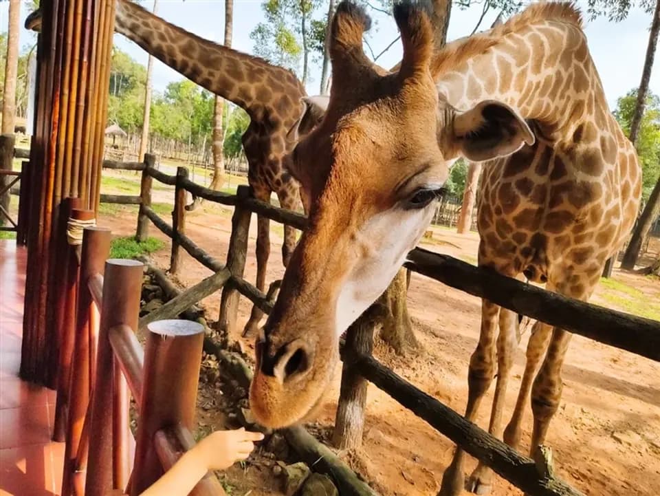 【越南富國島】野生動物園、威尼斯大世界、水上樂園、出海跳島浮潛6日、無購物、直飛免簽證-5