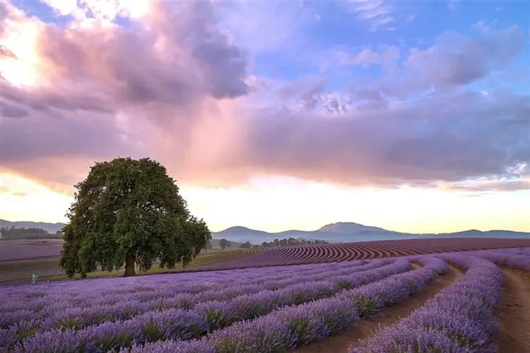 【前進世界之心－塔斯馬尼亞】薰衣草季、搖籃山環湖健行、生蠔農場、峽谷纜車、絕美酒杯灣、黃金海岸9日