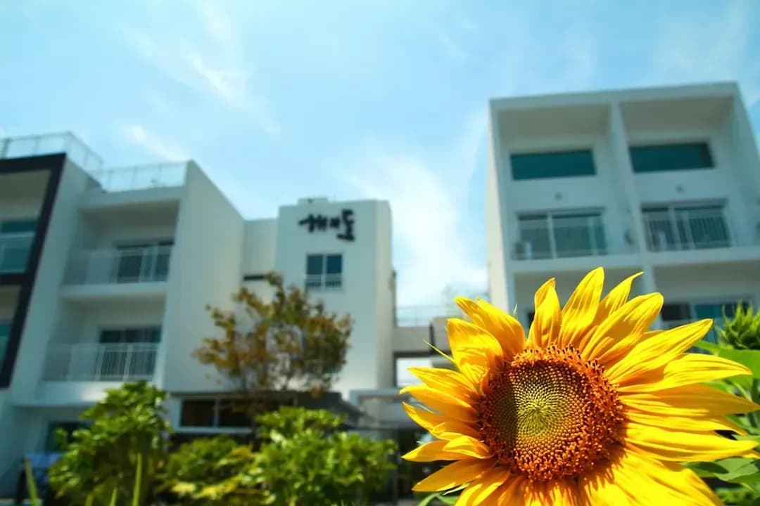 제주특별자치도-해와돌바라기