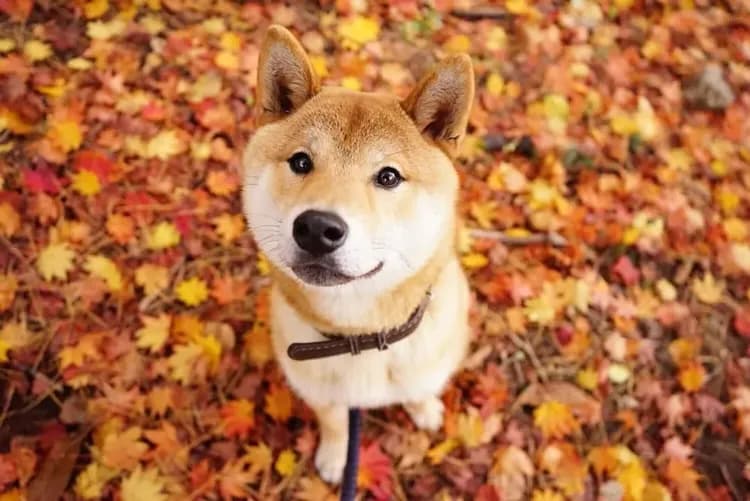 GLAMPiC ゲストハウス-20