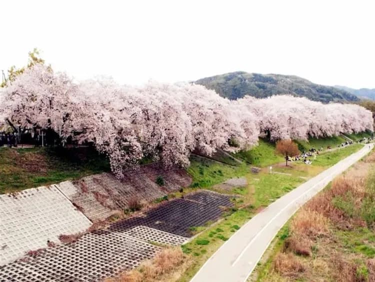 【KHH關西櫻情月正圓】淀川背割堤、嵐山渡月橋、有馬溫泉街、京阪神奈悠遊五日