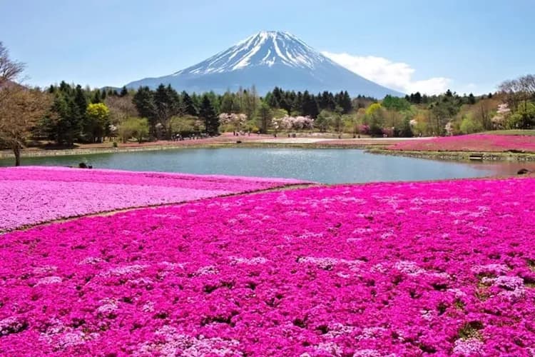 【KHH雪壁傳奇】立山黑部、合掌村兼六園、富士芝櫻公園、東京半日閒五日