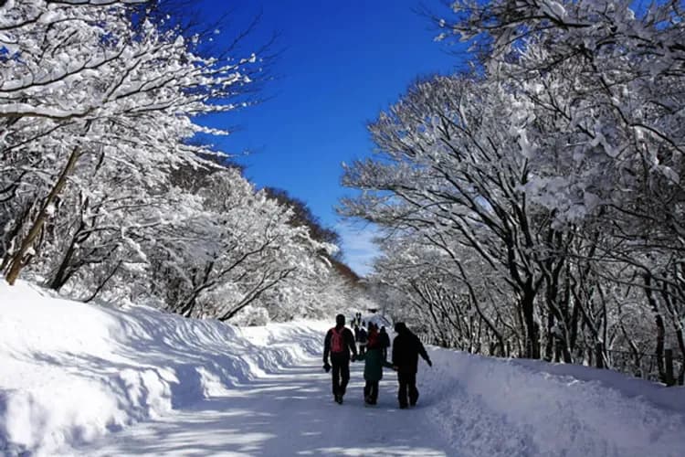 濟州小確幸～玻璃屋綠茶園、漢拏山銀河雪、韓式烤肉吃到飽、五星萬豪酒店五日