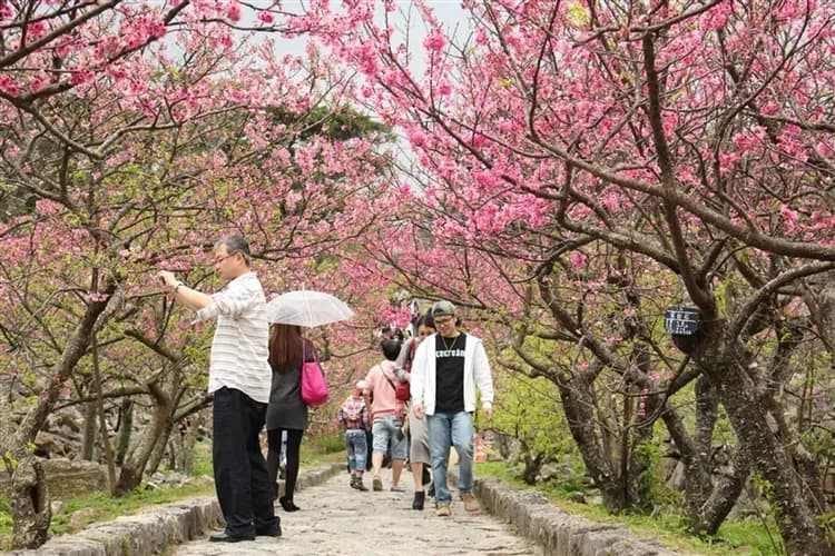 迎春折2,000｜今歸仁城賞櫻.美國村冬季彩燈.美麗海水族館、玉泉洞、波上宮、系滿魚市場四日