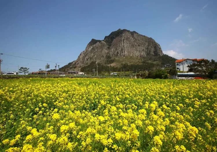 【賞櫻預購折2000｜濟州旅遊】春天最美道路~鹿山路、金黃花毯山房山、全新小熊軟糖世界、一站購物彩妝、5日-5