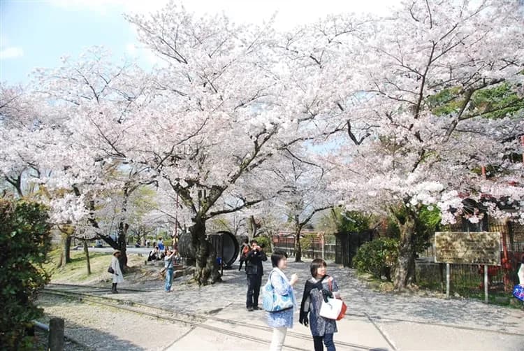 【大阪旅遊】春櫻京阪神~清水寺、哲學之道、醍醐寺、美秀美術館、蹴上傾斜鐵道、藝術美學átoa水族館、五日、高雄來回