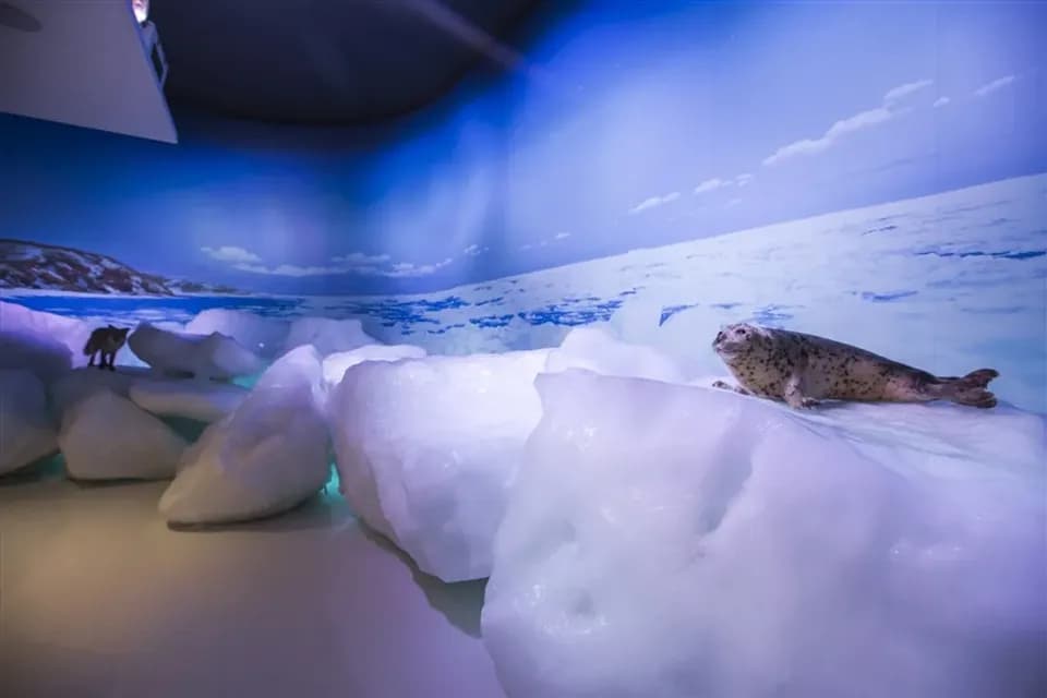 【省最大冬季北海道】破冰船、丹頂鶴、冰上活動四合一、旭山動物園、冰釣公魚、白色燈樹節、溫泉美食五日-5