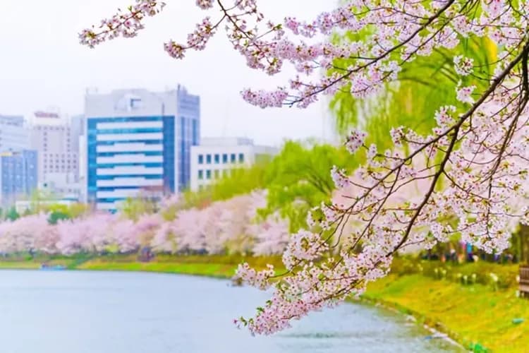 韓國櫻紛飛(松山/金浦)～樂天遊樂園、櫻花散步道、韓服遊韓屋、全程五星飯店四日