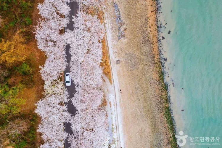 賞櫻預購折2000｜釜山旅遊｜鎮海春櫻絕美仙境·櫻花隧道～海雲台迎月·膠囊列車賞櫻·(一站購物彩妝)五日