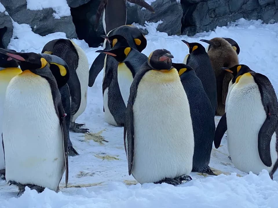 【札幌出發】北海道旭川動物園、美瑛、四季彩丘、森林精靈露台一日遊-1