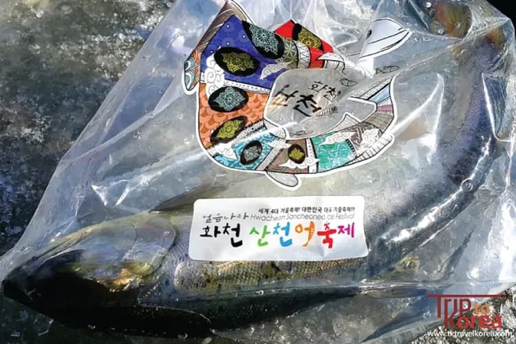 華川山鱒魚冰釣祭典