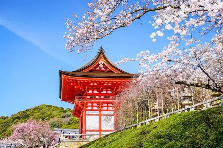 春櫻大阪旅遊｜森之美山町合掌村.海之天橋立.伊根舟屋.茶之平等院.清水寺.哲學之道五日｜高雄來回